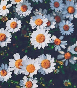 Meet your Posher, Hailey